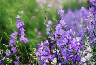 Cách Trị Mụn Cám Từ Hoa Violet